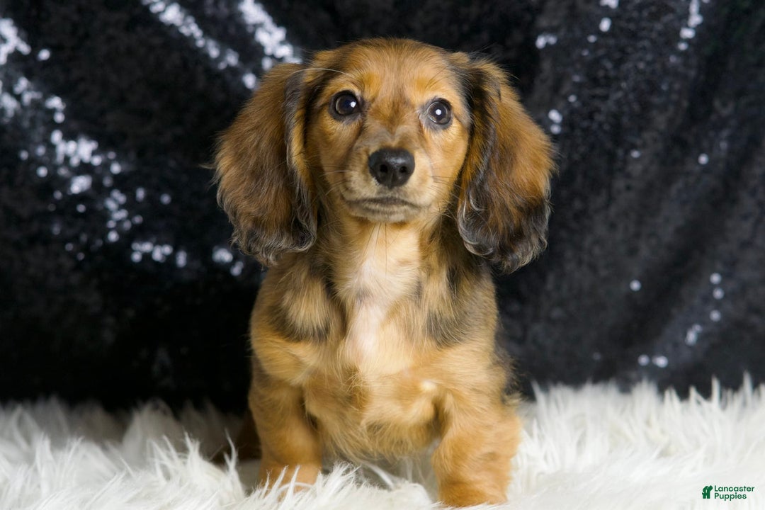 Miniature Dachshund dogs for sale: River - Image 5