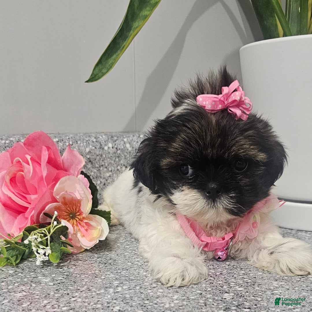 Shih Tzu dogs for sale: Tiny Tiff ❤️ - Image 19
