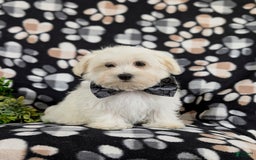 Maltese dogs for sale: Donegan Akc - Image 5