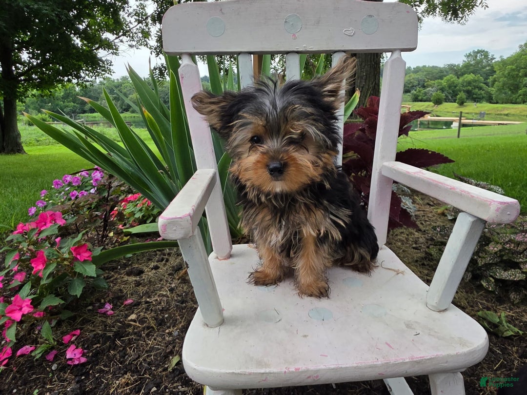 Yorkshire Terrier dogs for sale: Justin - Image 4