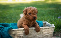 Miniature Poodle dogs for sale: Ted - Image 4