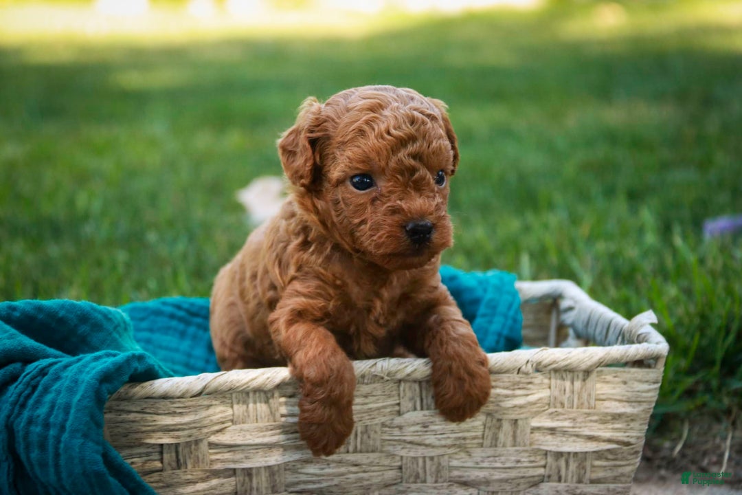 Miniature Poodle dogs for sale: Ted - Image 4
