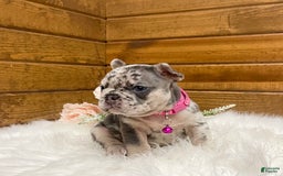French Bulldog dogs for sale: Remi - Image 1