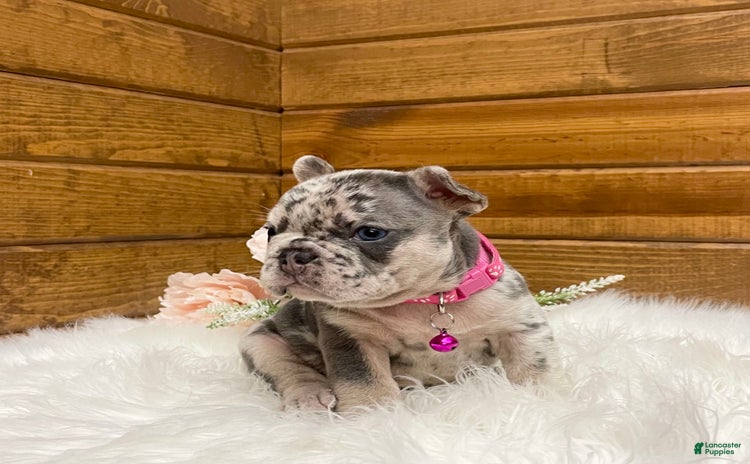 French Bulldog dogs for sale - Ad 2