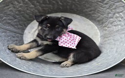 German Shepherd dogs for sale: Teresa - Image 1
