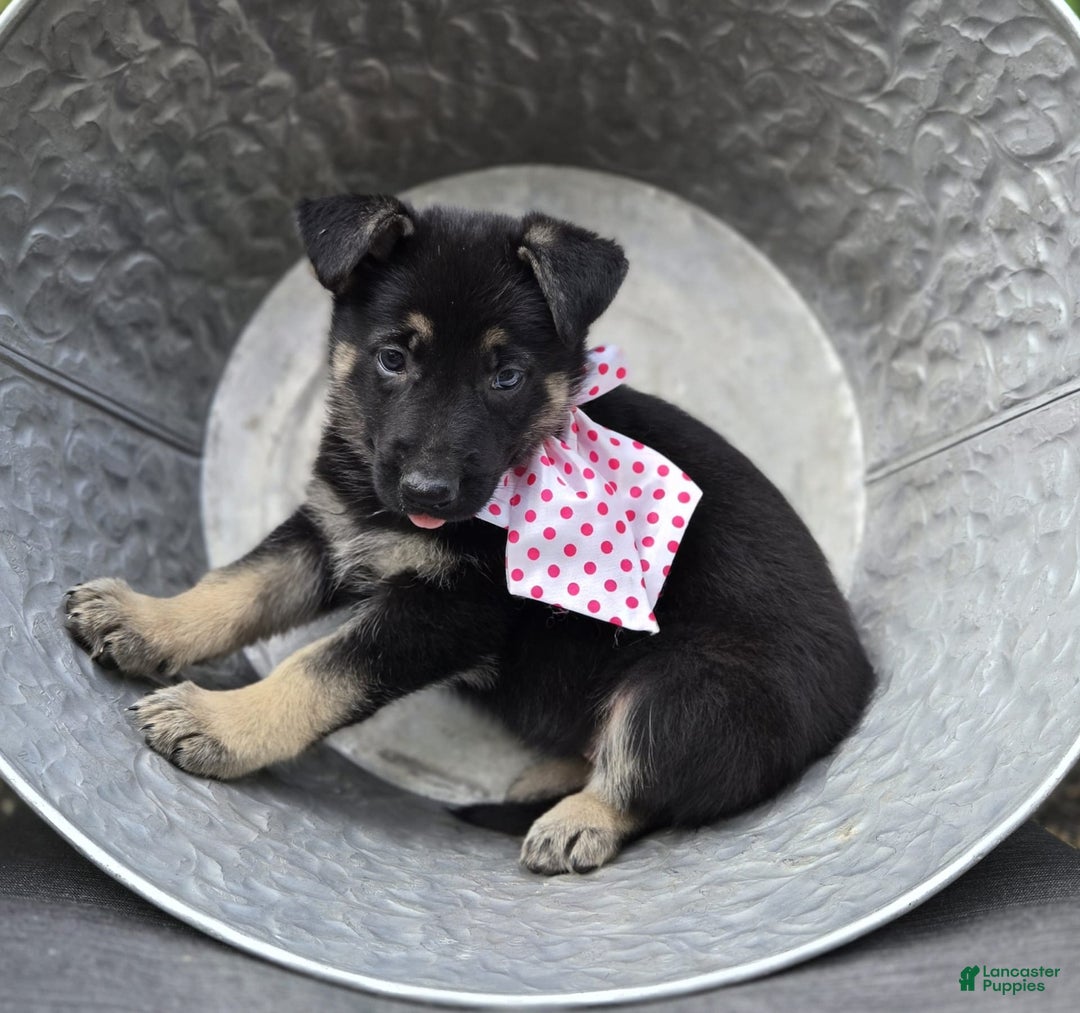 German Shepherd dogs for sale: Teresa - Image 1