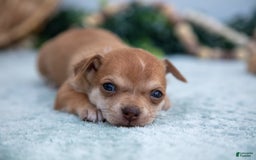 Chihuahua dogs for sale: Nelly - Image 3