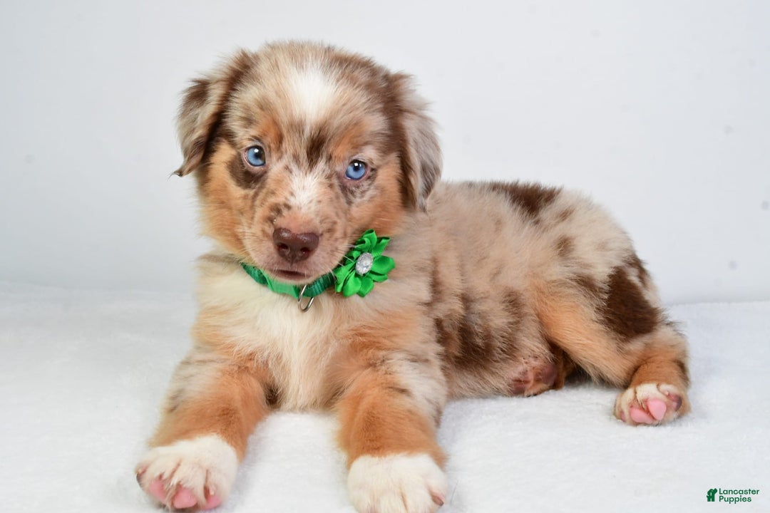 Miniature Australian Shepherd dogs for sale: Seth - Image 7