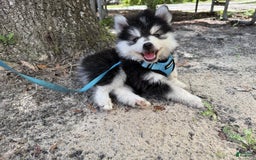 Pomsky dogs for sale: Nugget - Image 1