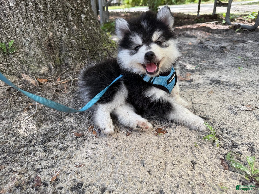 Pomsky dogs for sale: Nugget - Image 1