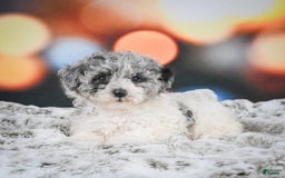 Miniature Poodle dogs for sale: Amber - Image 8