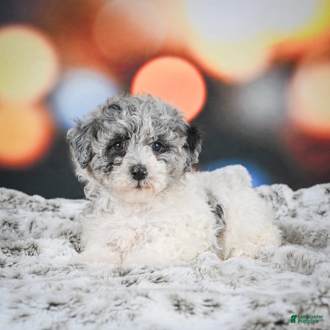 Miniature Poodle dogs for sale: Amber - Image 8