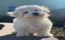 Coton De Tulear dogs for sale: Alex - Image 1