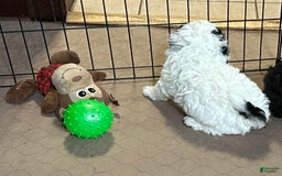 Shihpoo dogs for sale: Oreo - Image 8