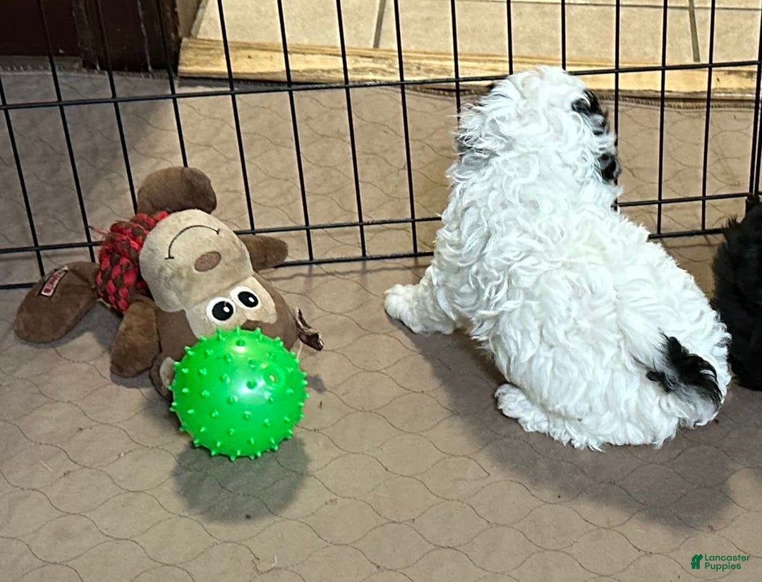 Shihpoo dogs for sale: Oreo - Image 8