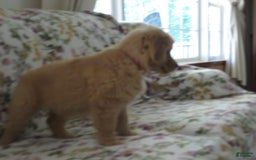 Golden Retriever dogs for sale: Starburst - Image 4