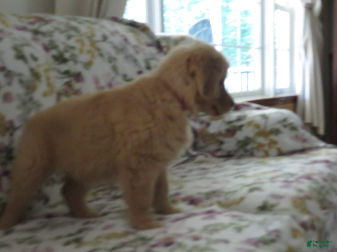 Golden Retriever dogs for sale: Starburst - Image 4