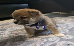 Shiba Inu dogs for sale: Ommy - Image 3