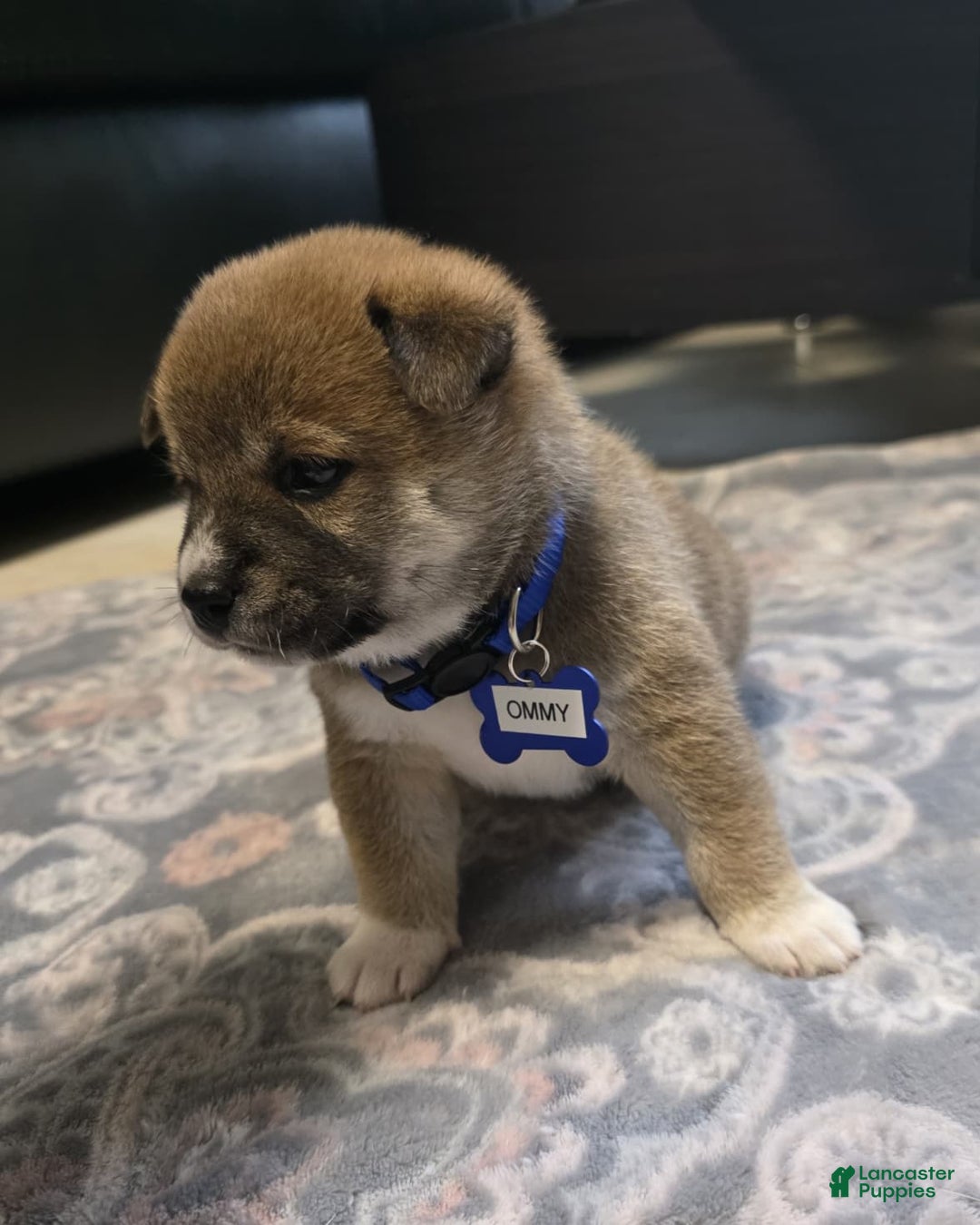 Shiba Inu dogs for sale: Ommy - Image 3