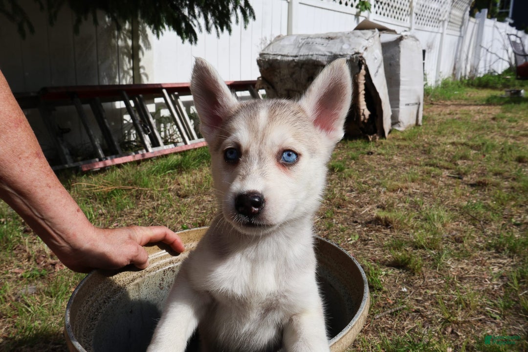 Gerberian Shepsky dogs for sale: Faye - Image 2
