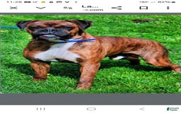 Boxer dogs for sale: Lucy - Image 9