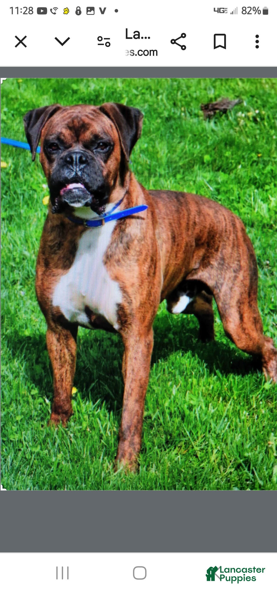 Boxer dogs for sale: Lucy - Image 9