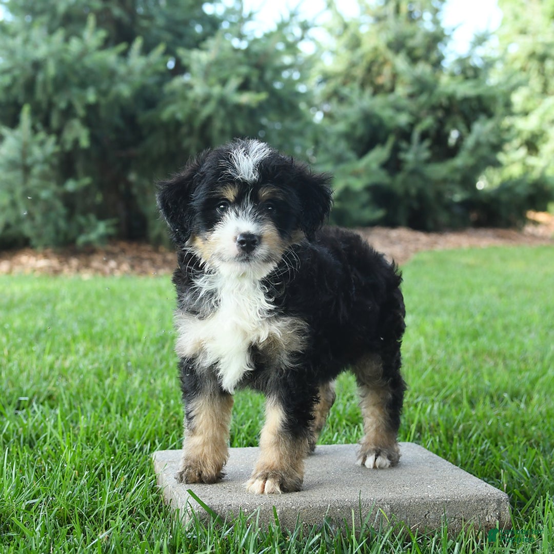 Mini Bernedoodle dogs for sale: Prince - Image 8