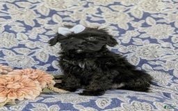 Morkie dogs for sale: Zoie Hypoallergenic - Image 7