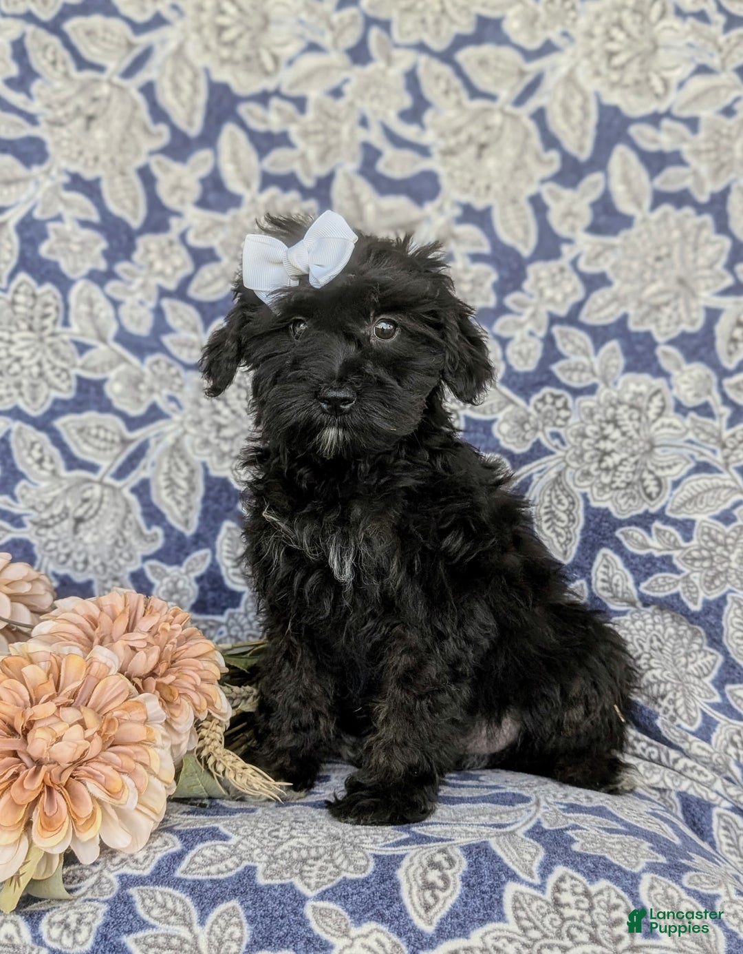Morkie dogs for sale: Zoie Hypoallergenic - Image 7