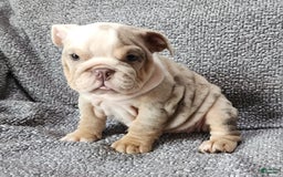 English Bulldog dogs for sale: Lilly - Image 1
