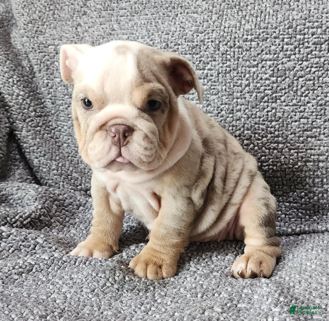 English Bulldog dogs for sale: Lilly - Image 1
