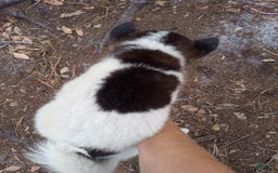 categoriesInfo:categoryAttributeOptions.pets.dogs.breed.akita dogs for sale: Pocahontas - Image 3