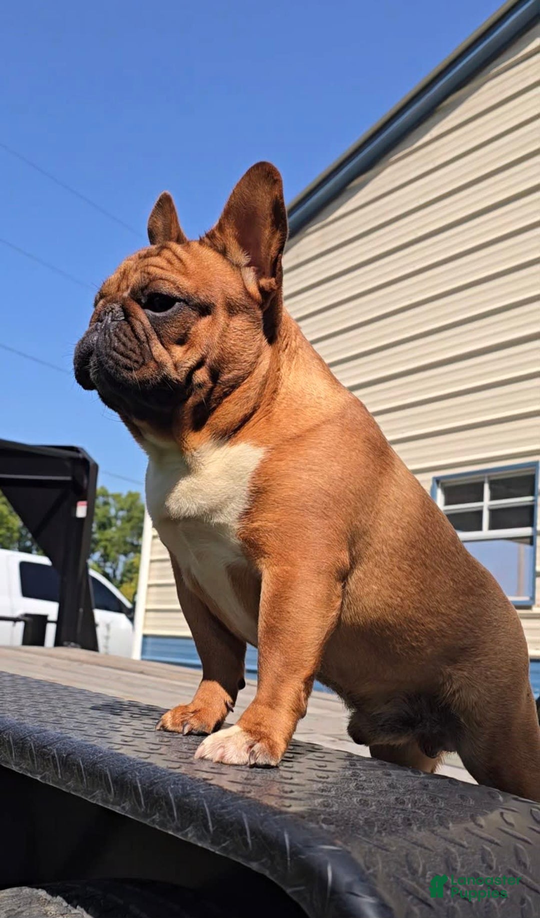 French Bulldog dogs for sale: Raider - Image 29