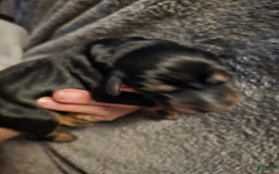 Doberman Pinscher dogs for sale: Bella - Image 1
