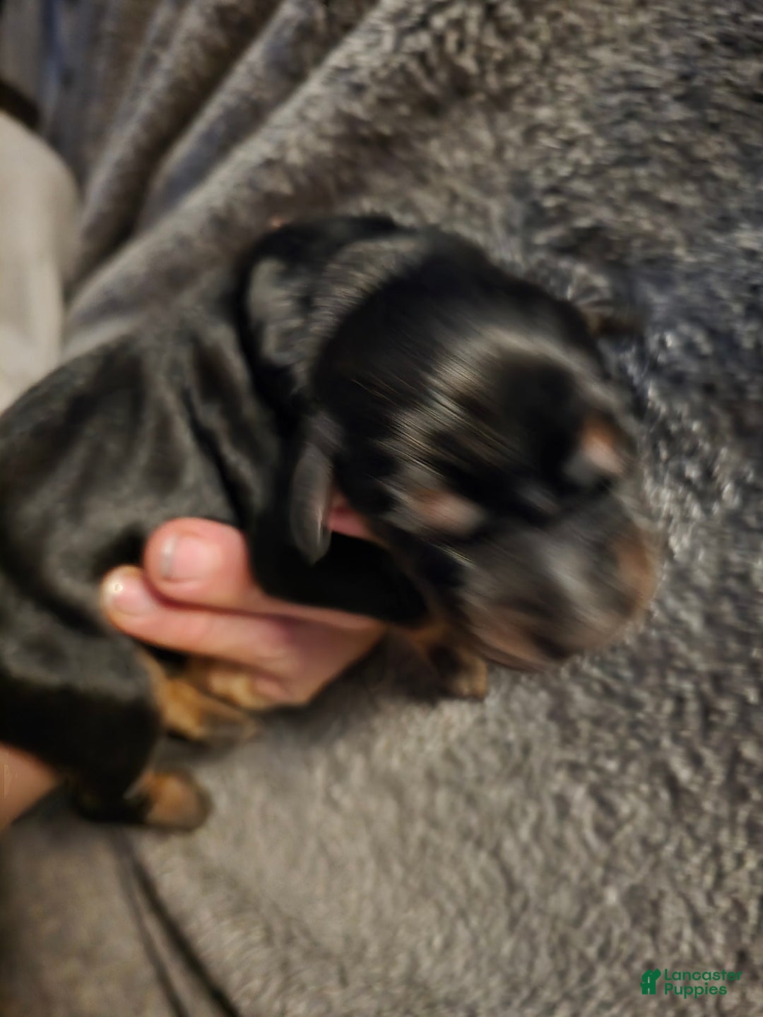 Doberman Pinscher dogs for sale: Bella - Image 1