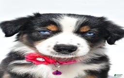 Australian Shepherd dogs for sale: Kate - Image 10