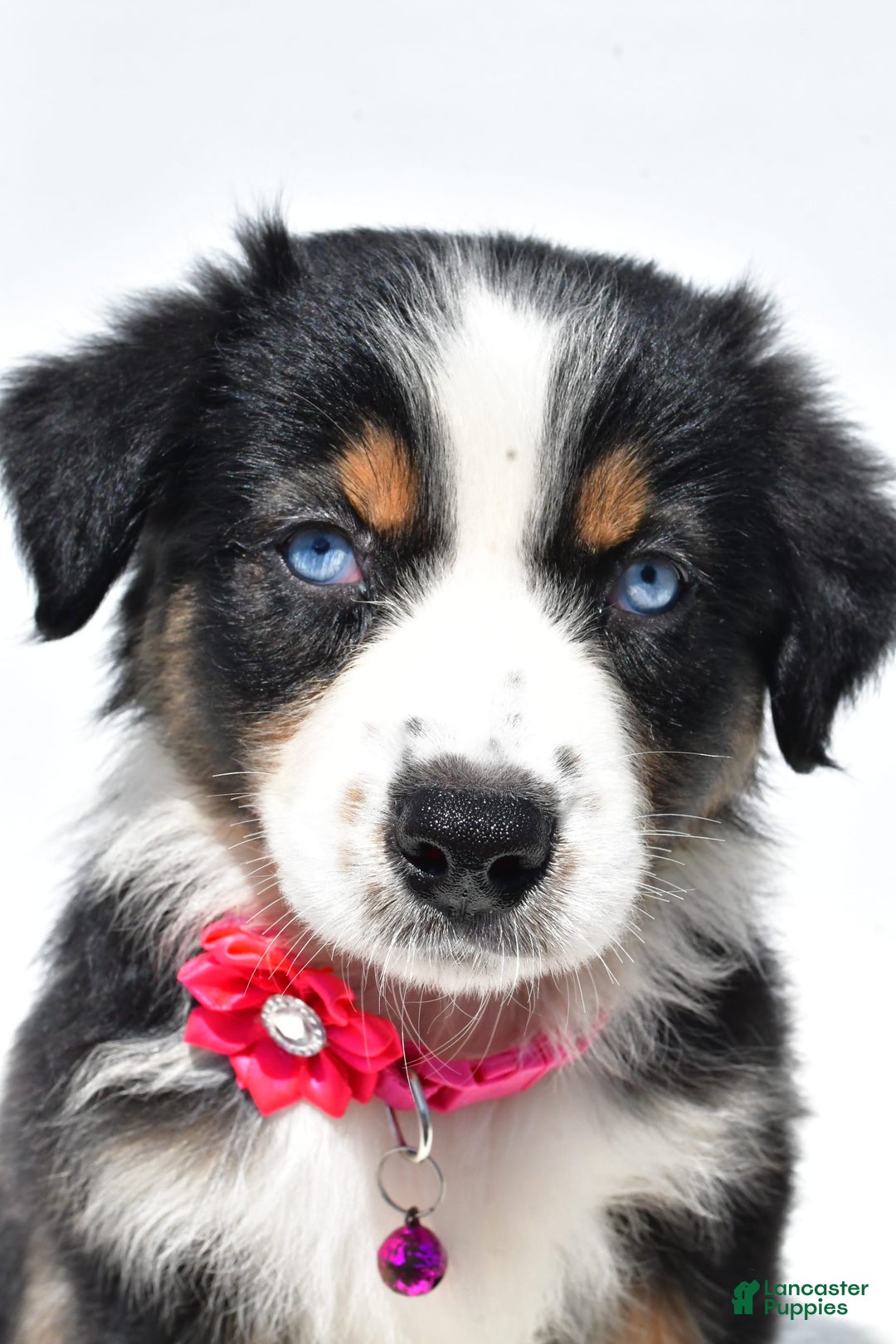 Australian Shepherd dogs for sale: Kate - Image 10