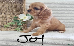Cavalier King Charles Spaniel dogs for sale: Joy - Image 5