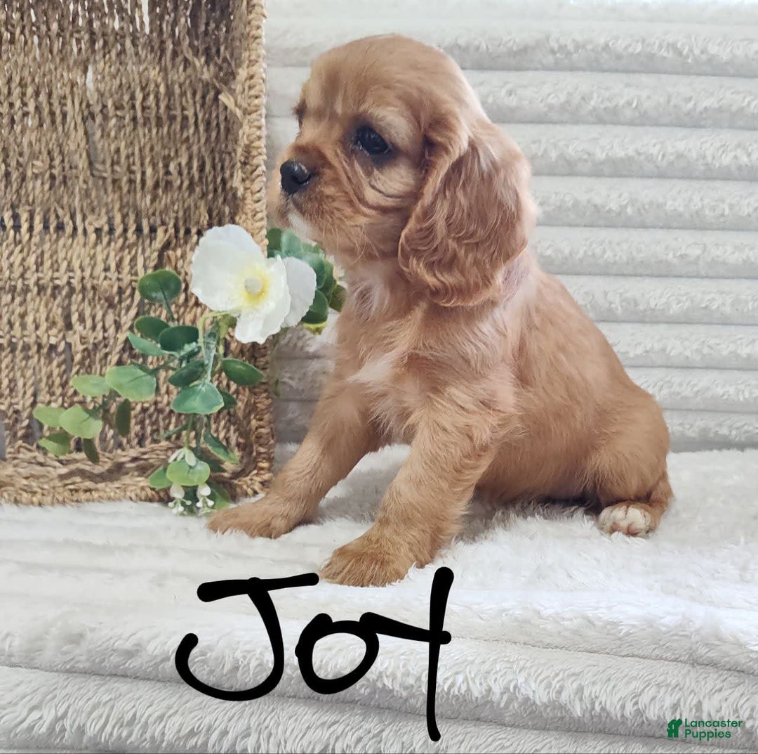 Cavalier King Charles Spaniel dogs for sale: Joy - Image 5