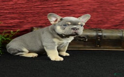 French Bulldog dogs for sale: French Bulldog 3 puppies - Image 12