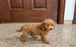 Cockapoo dogs for sale: Sara - Image 8