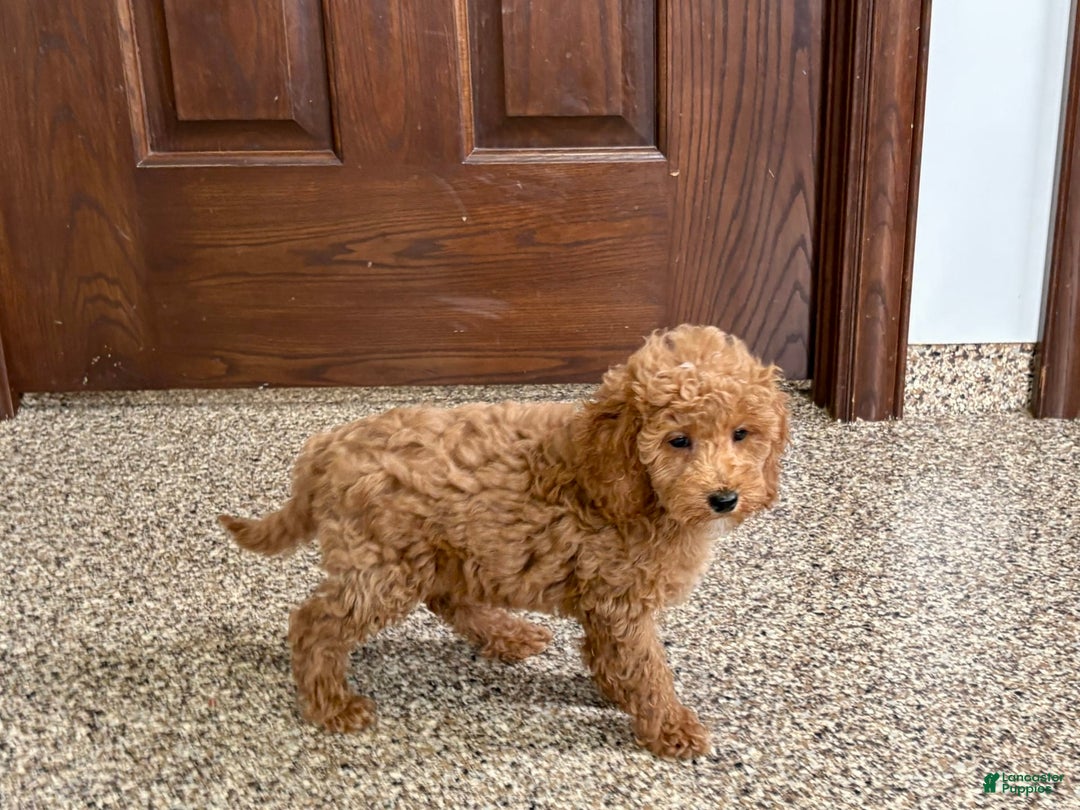 Cockapoo dogs for sale: Sara - Image 8