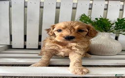 Cavapoo dogs for sale: Silas - Image 1