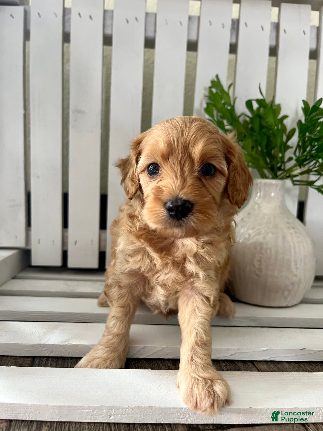 Cavapoo dogs for sale: Silas - Image 1