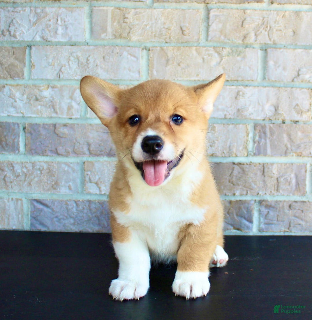 Welsh Corgi Pembroke dogs for sale: Welsh Corgi (Pembroke) 5 puppies - Image 5