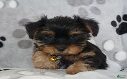 Yorkshire Terrier dogs for sale: Alyssa - Image 1