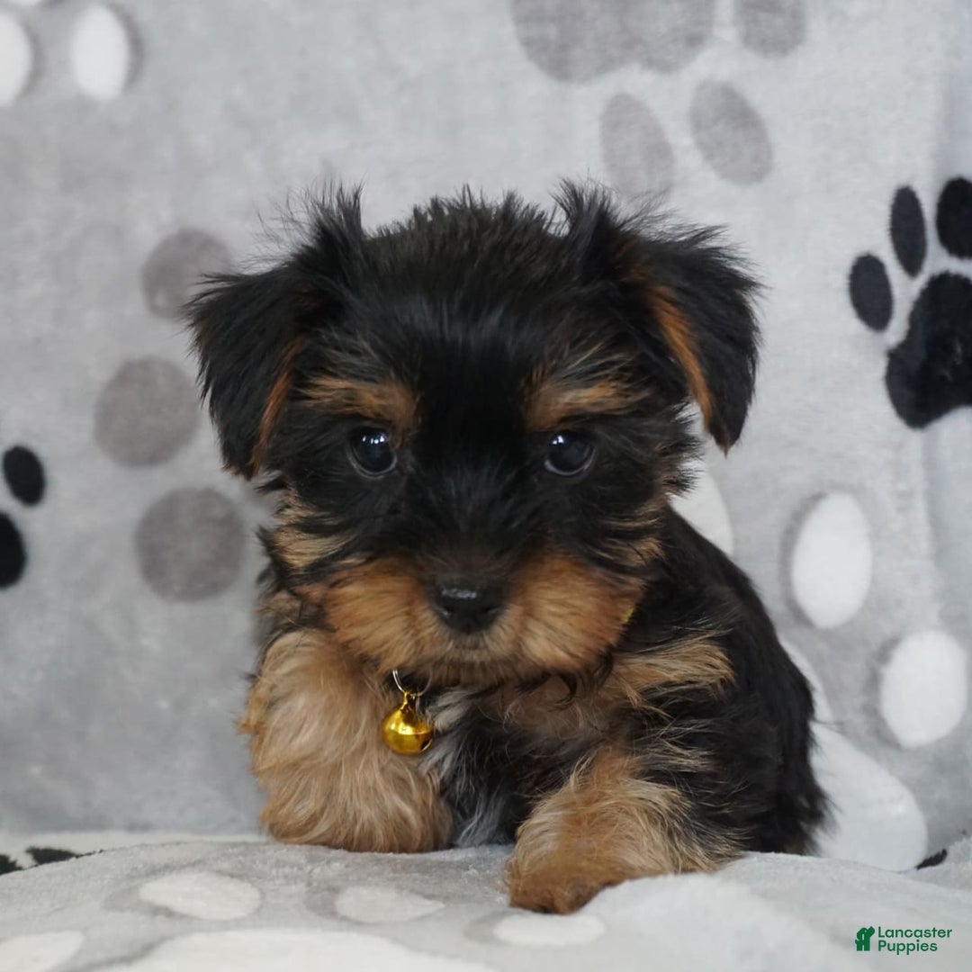 Yorkshire Terrier dogs for sale: Alyssa - Image 1