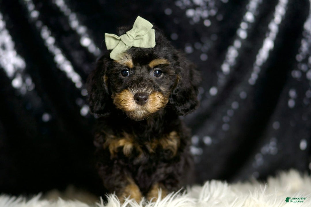 Miniature Poodle dogs for sale: Ozzy - Image 3