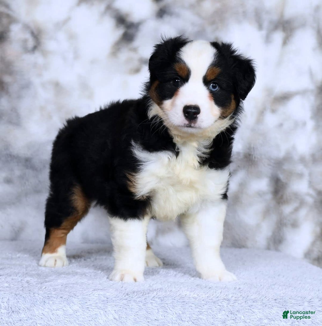 Miniature Australian Shepherd dogs for sale: Jace - Image 9