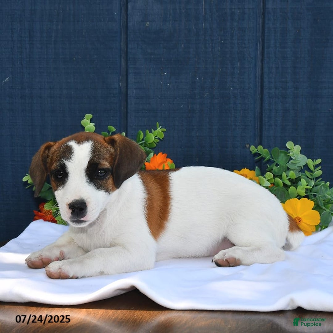 Jack Russell Terrier dogs for sale: Jamima - Image 4